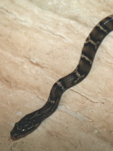 Zuengli.jpg (13427 Byte)