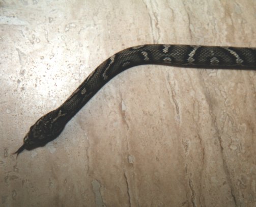 Yungl.jpg (36445 Byte)