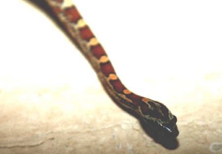 Zuengli.jpg (13427 Byte)